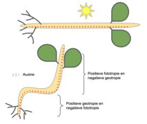 Tropism in seedling.png