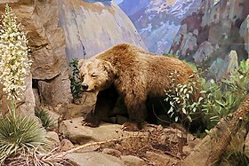 Urso-dourado-da-califórnia taxidermizado em exposição no Museu de História Natural de Santa Bárbara, Califórnia