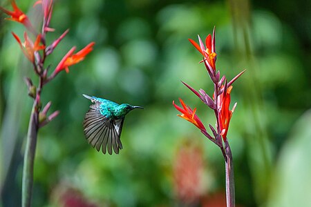 Olive-bellied sunbird in flight, by Giles Laurent