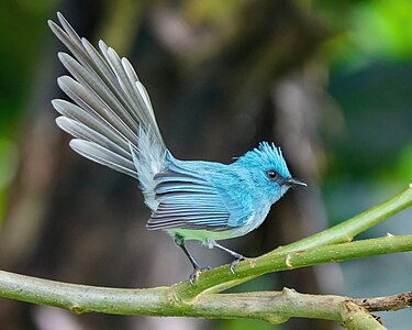 African blue flycatcher, by Giles Laurent