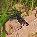 Male; Bad Salzungen, Thüringen, Deutschland