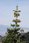 Abies concolor