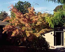 Árbol en cultivo, Dinamarca