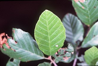 Typiska blad på Alnus serrulata