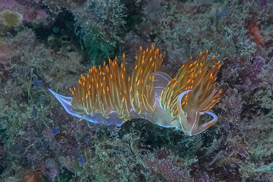 Sea slug (Flabellina babai), Arrábida National Park, Portugal.