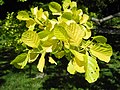 Alnus glutinosa 'Aurea'