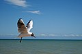 near to Winchelsea Beach, East Sussex, Great Britain.