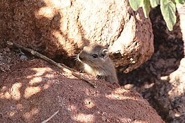 Dassie rat, (Petromus typicus)-5186 - Flickr - Ragnhild & Neil Crawford.jpg