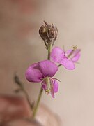 Desmodium sp 3.jpg