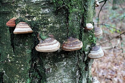 Echte tonderzwam (Fomes fomentarius)