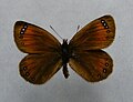 Erebia gorge, f.triopes