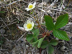 Floraison du Fraisier vert (Fragaria viridis)