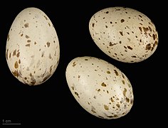 Gallirallus philippensis MHNT.ZOO.2010.11.69.7.jpg