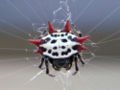 Araneidae (Gasteracantha cancriformis)