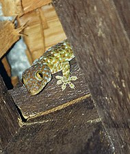 Gekko gecko on Ko Phangan