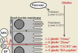 Gluten digestion.PNG