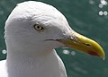 Srednje dolg, močan kljun: srebrni galeb (Larus argentatus)