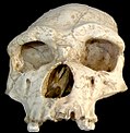 ’n Kopbeen van Homo erectus tautavelensis.