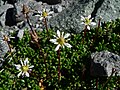 Saxifraga tolmiei