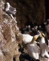 Morus bassanus, Northern Gannet