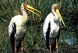 Ibisaj mikterioj (Mycteria ibis)