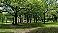 New Haven Green