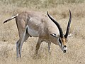 Grant-gazelle (Nanger granti)