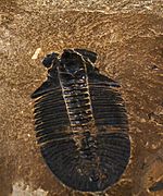 Links: Tonsteinplatten mit Trilobiten (vermutlich alles Ogygopsis klotzi) aus den Trilobite beds. Die Stücke sind nicht zusammengetragen, das Gestein ist tatsächlich so fossilreich. Rechts: Weitgehend vollständige Exuvie (die freien Wangen fehlen) von Ogygopsis klotzi aus den Trilobite beds.