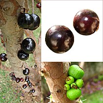 Jabuticaba