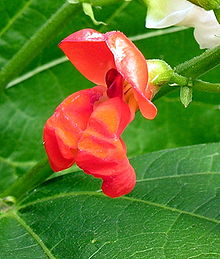 Raudonžiedė pupelė (Phaseolus coccineus)