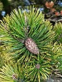 Pinus contorta