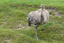 Nandou de Darwin (Rhea pennata) au parc de la Tête d'Or à Lyon, France.