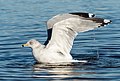 Image 35Ring-billed gull preening/bathing in Marine Park, Brooklyn