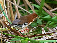 Rufous-sided crake