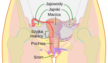 Scheme female reproductive system-pl.svg