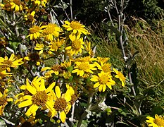 Senecio oerstedianus cf Irazu 4.jpg