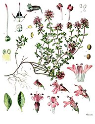 Thymus serpyllum L.