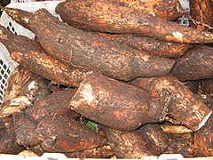 Manihot esculenta Yuca amazónica