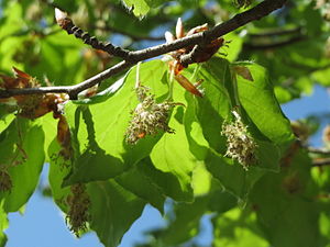 유럽너도밤나무(Fagus sylvatica)