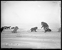 Cani da slitta della Chukotka all'inizio del XX secolo.