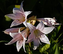 Amaryllis belladonna flowers.jpg