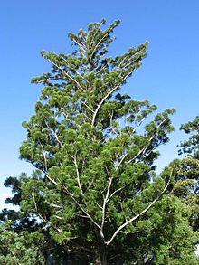 Araucaria cunninghamii.jpg