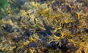Touffe de varech vésiculeux accompagnée d'algues rouges de l'espèce Ceramium virgatum, dans le fjord Gullmar (Suède). (définition réelle 4 791 × 3 903)