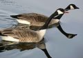 Aggressive behavior by Canada goose during mating season