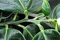 Closeup of pomelo petiole