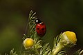 Coccinella septempunctata