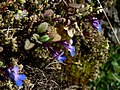 Collinsia parviflora