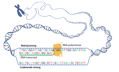 Schematische voorstelling van de transcriptie. Het enzym RNA-polymerase schuift langs de matrijsstreng (antisense) en produceert daarbij een complementair RNA-transcript, dat qua code gelijk is aan de coderende streng (sense).