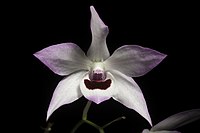 Dendrobium shixingense