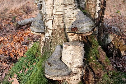 Echte tonderzwam (Fomes fomentarius)